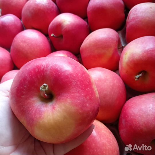 Яблоки Гала