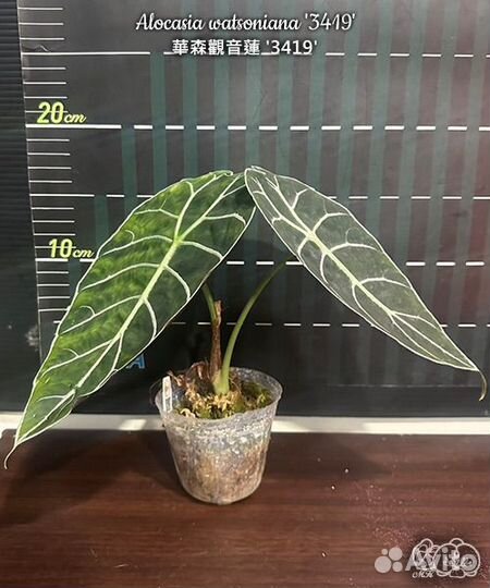 Алоказия ватсониана '3419'