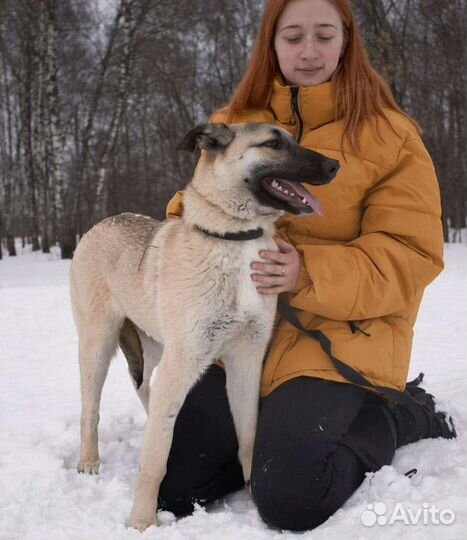 Собака ждёт