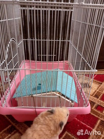 Клетка для грызунов