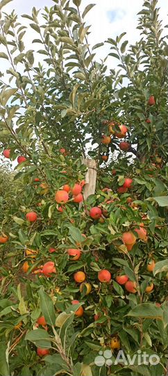 Яблоки оптом