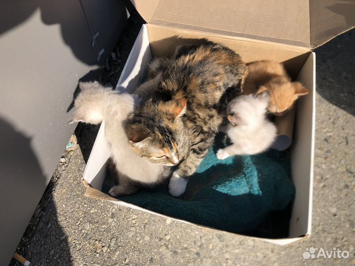 Котята в добрые руки мальчики