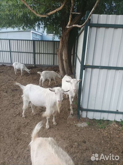 Зааненская дойная коза