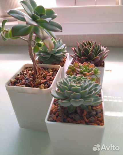 Суккуленты. Набор суккулентов. Эхеверия