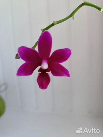 Орхидея фаленопсис