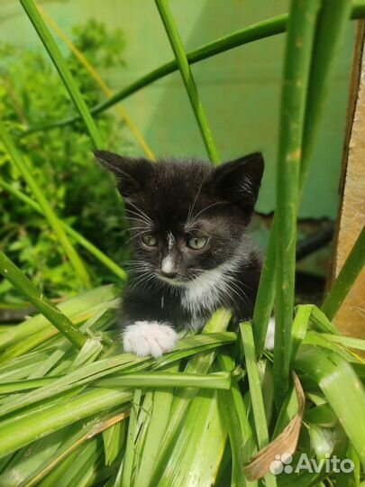 Котята в добрые руки бесплатно