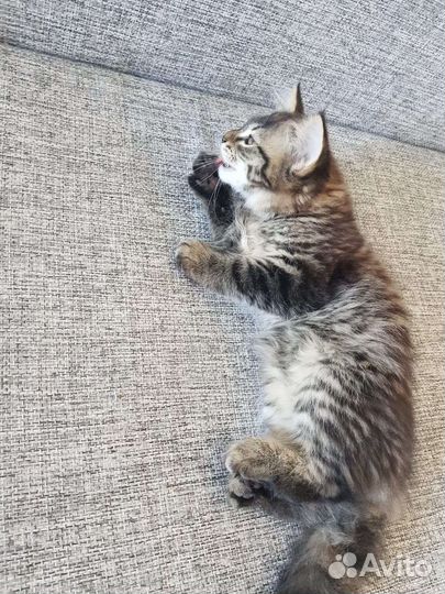 Кошка в дар