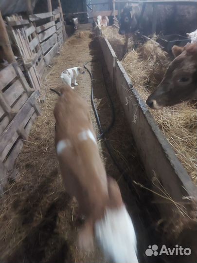 Продаю телочку двух недельную