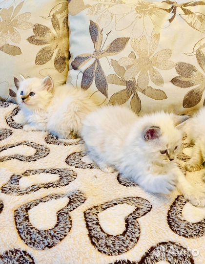 Котята блю тэбби Невские
