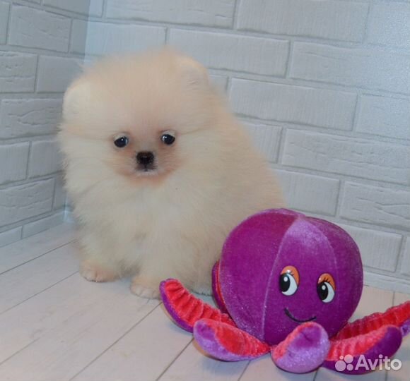 Померанский шпиц,большой выбор щенков с документам