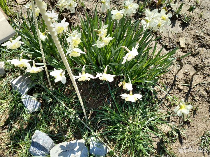 Прада цеты нарцызы белые и георгину