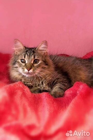 Кошечка в добрые руки