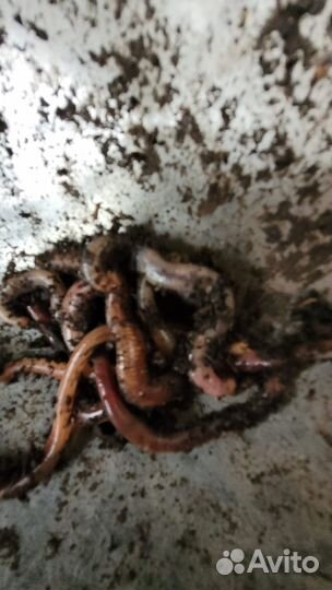 Черви для рыбалки дендробена