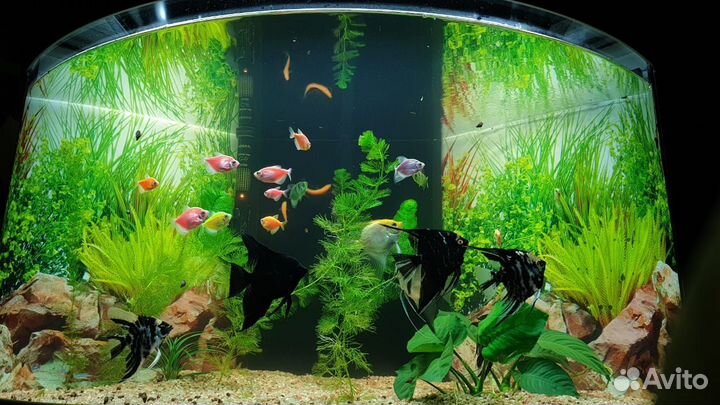 Аквариум 180 л. с тумбой бу