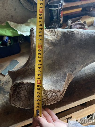 Кость мамонта