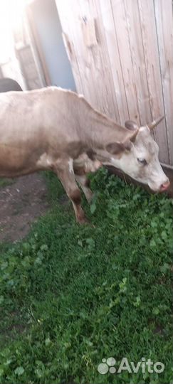 Корова и бык