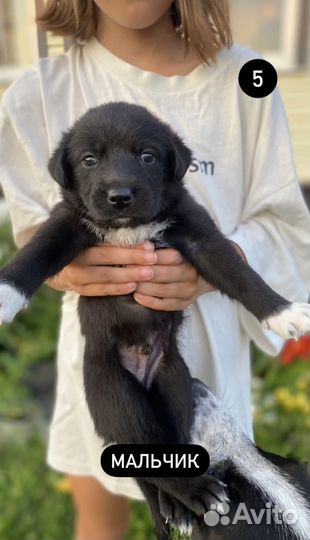 Щенки Бордер колли