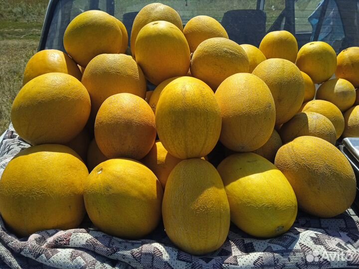 Дыня. Сорт Ранняя