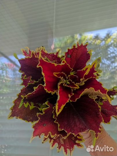 Вегетативные колеусы