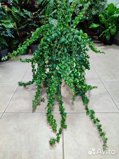 Эсхинантус твистер