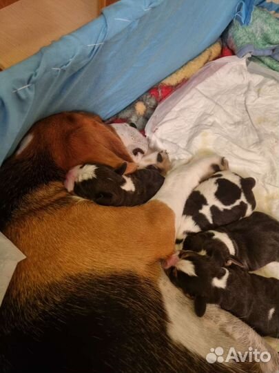 Бигль, щенки бигль