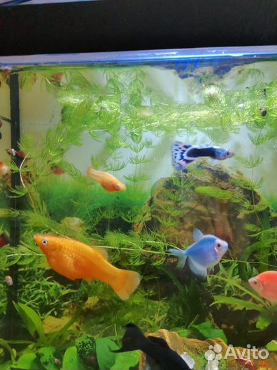 Роголистник и криптокорина