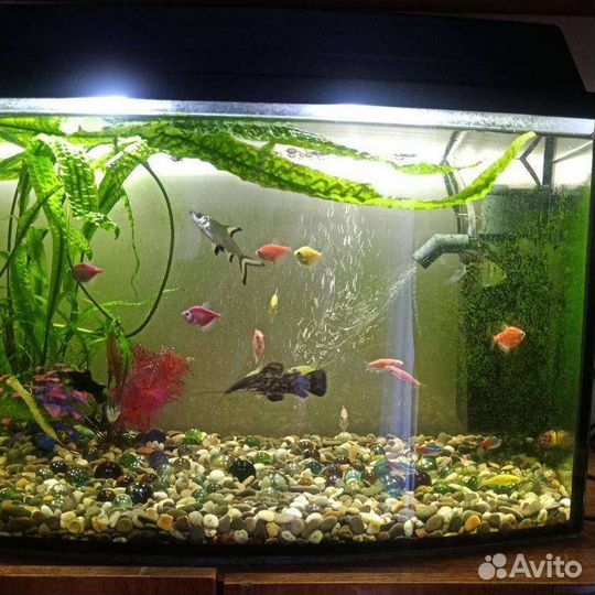 Аквариумные рыбки