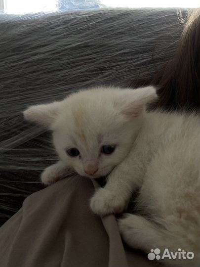 Кошка в дар бесплатно