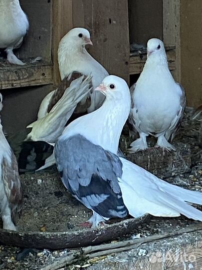 Продажа голубей