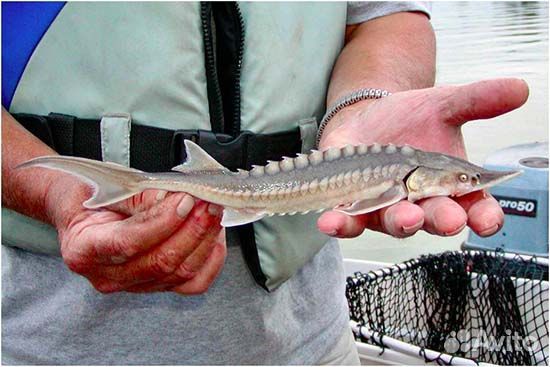 Живая царская рыба оптом