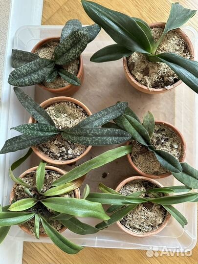 Орхидея пафиопедилум