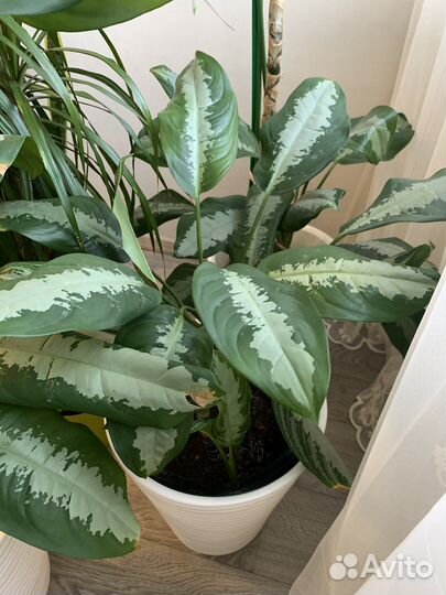 Комнатные растения