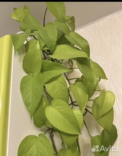 Эпипремнум Неон