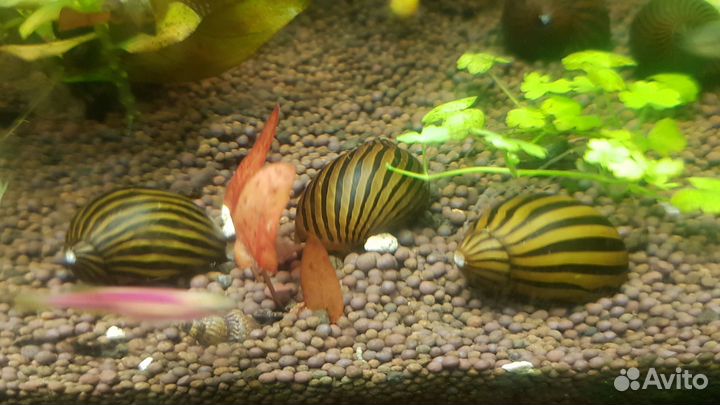 Улитки неретина зебра