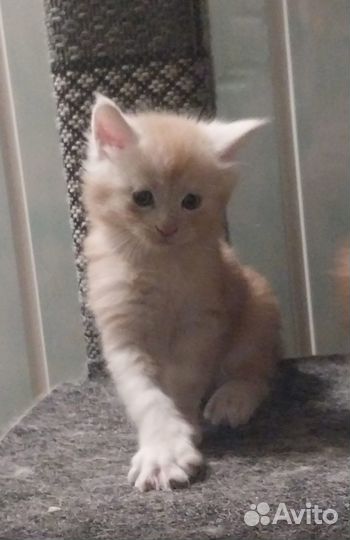 Котята мейн-кун