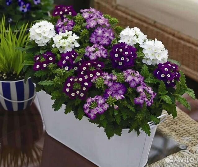 Рассада цветов, вербена, питунья, флокс, виноград