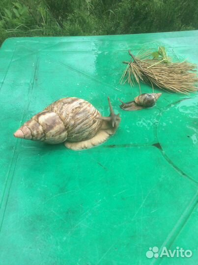 Гигантская улитка ахатина