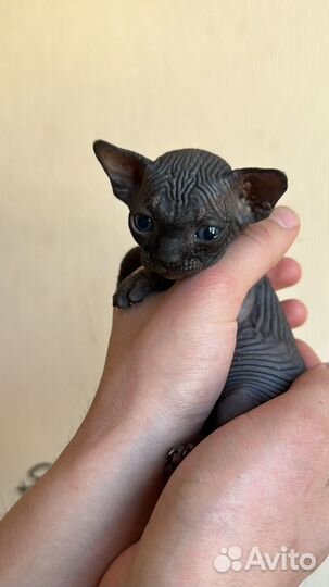 Котята сфинкс