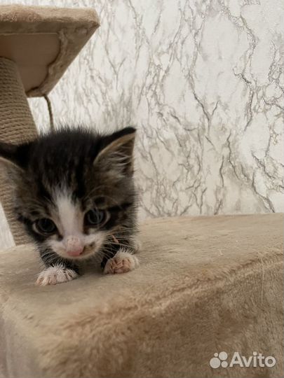 Кошка в дар