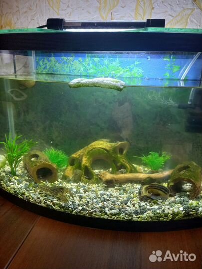 Аквариум