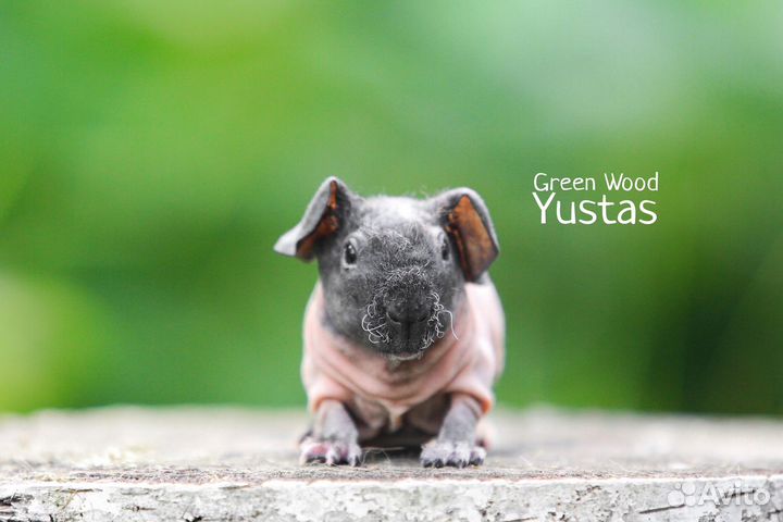 Морская свинка Скинни