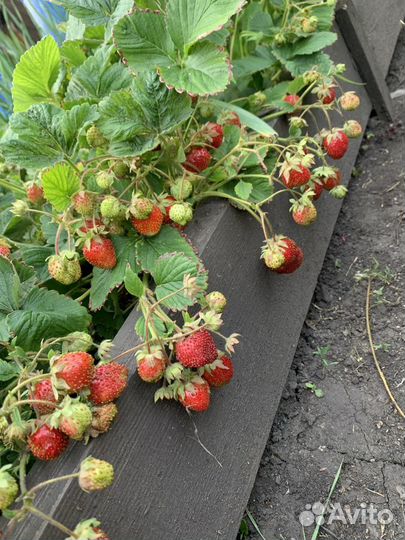 Рассада не ремонтантной клубники(без стаканчика)