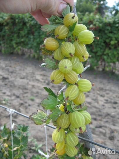 Саженцы крыжовника Снежана