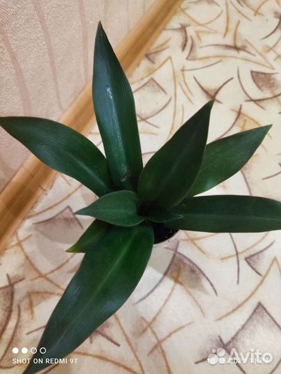 Цветок Рэо цветущий или Традесканция