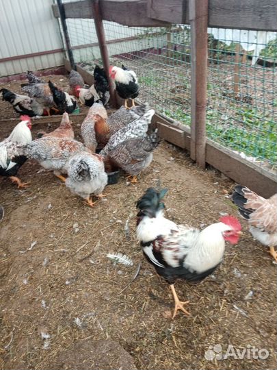 Куры и петухи