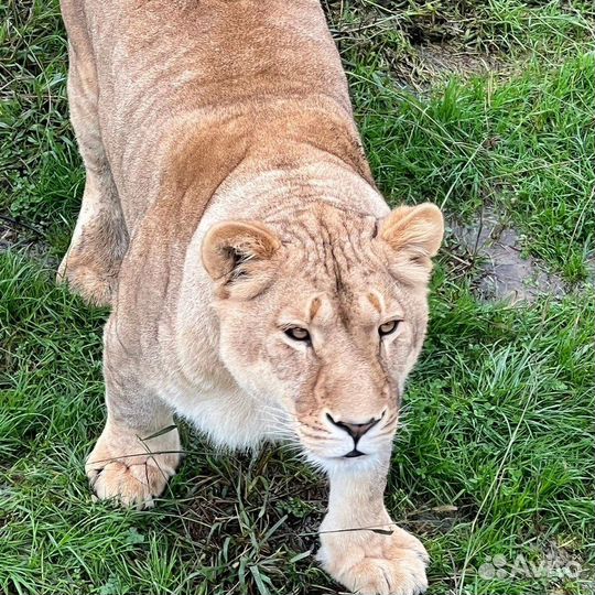 Сафари тур по абхазии С посещением парка львов