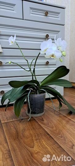 Орхидея фаленопсис белая