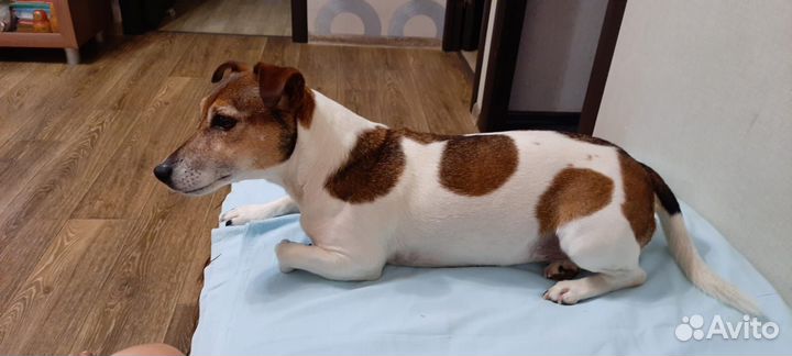 Джек рассел терьер