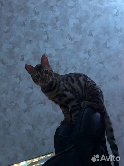 Бенгальская кошка