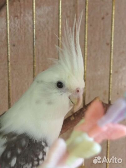 Кореллы 6-8 мес (самцы)